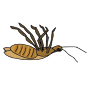 Dead Bug