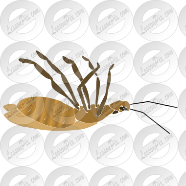 Dead Bug