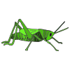Grasshopper