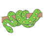 Boa