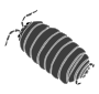 Roly-poly