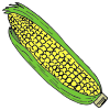Corn_Cob Picture