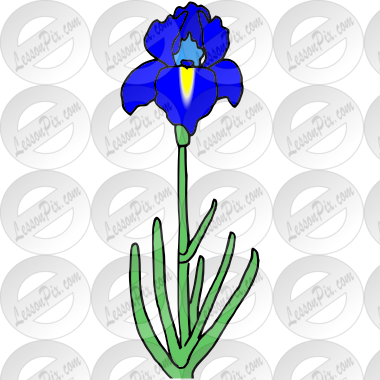 Iris