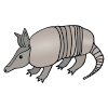 Armadillo Picture