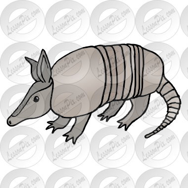 Armadillo Picture