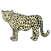 Leopard+snarling Picture