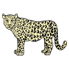 Leopard Picture