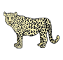 Leopard Picture