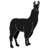 Llama Picture