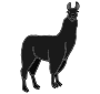 Llama Picture