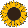 Sunflower Picture