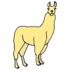 Llama Picture