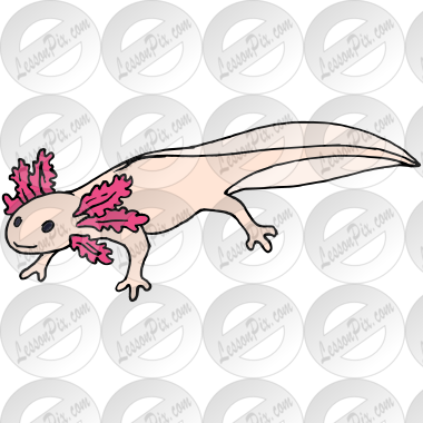 Axolotl Picture