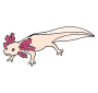 Axolotl Picture