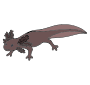 Axolotl