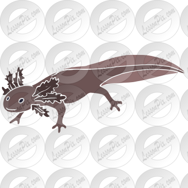 Axolotl