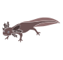 Axolotl