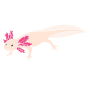 Axolotl