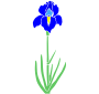 Iris