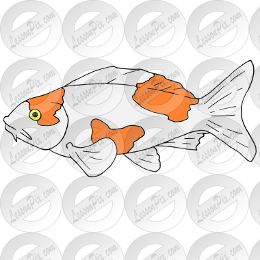Koi Fish