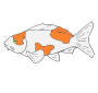 Koi Fish