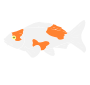 Koi Fish