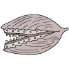 Scallop