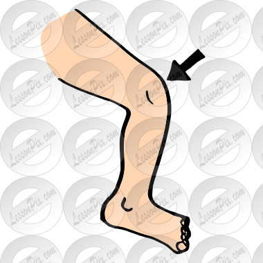 Knee
