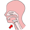Larynx Picture