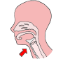 Larynx Picture