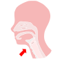 Larynx Stencil