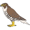 Peregrine Falcon
