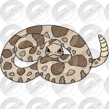 Rattle Snake