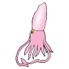 Squid Picture