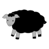 Sheep Picture