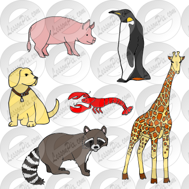 Animals