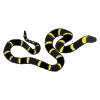 Snake+-+Hiss Picture