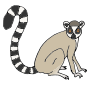 Lemur Picture