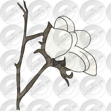 Cotton