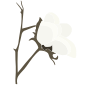 Cotton