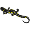 Salamander