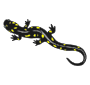 Salamander Picture