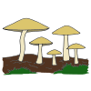 Mushrooms Picture