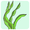 Seaweed
