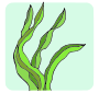 Seaweed  Picture