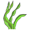 Seaweed