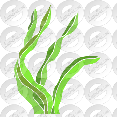 Seaweed
