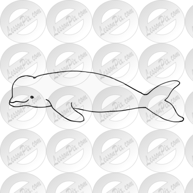 Beluga Whale