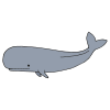 Whale Picture