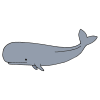 blue+whale Picture